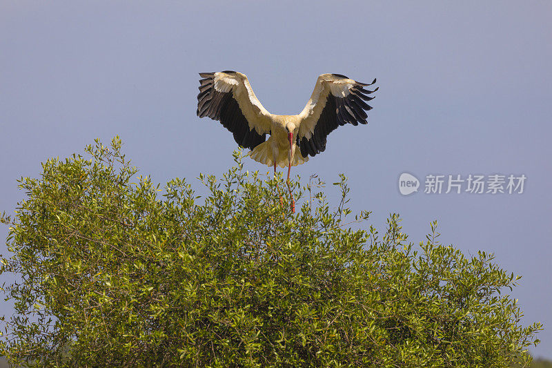 白鹳，Ciconia Ciconia，降落在灌木丛上:科多Doñana，西班牙